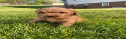 Cavapoo dogs for sale: Winston - Ad 6
