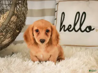 Miniature Dachshund dogs Taffy - Ad 17