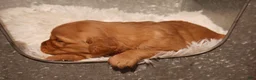 Golden Retriever dogs for sale: Rex - AKC, Genetically Clear - Ad 6