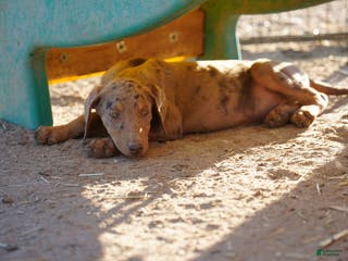 Mixed Breed dogs Lilac Fawn Merle M1 RT - Ad 5