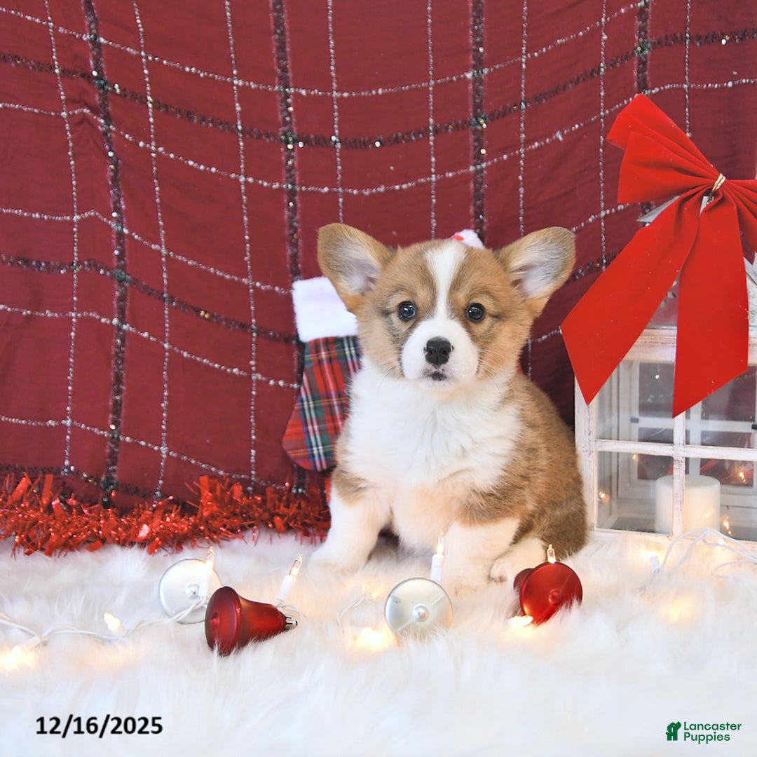 Welsh Corgi Pembroke dogs for sale: Mandy - Ad 5