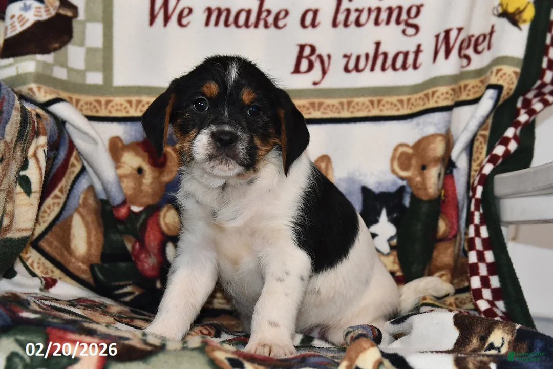 Mixed Breed dogs for sale: Ace - Ad 2