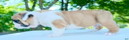 English Bulldog dogs for sale: Tucker - Ad 3