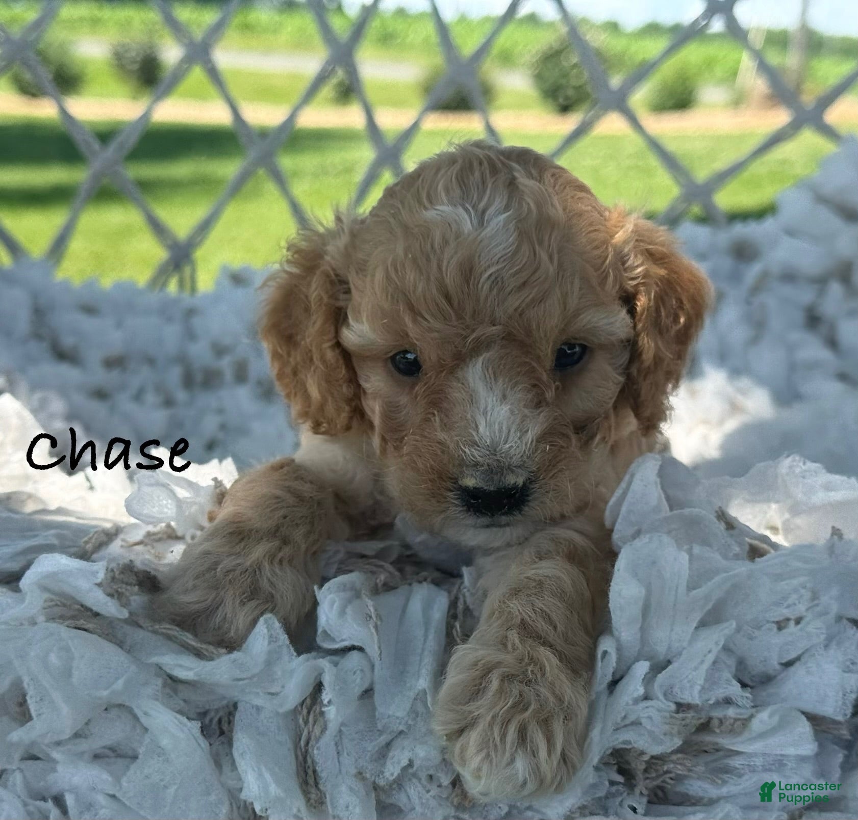 Cavapoo dogs Chase - Ad 1