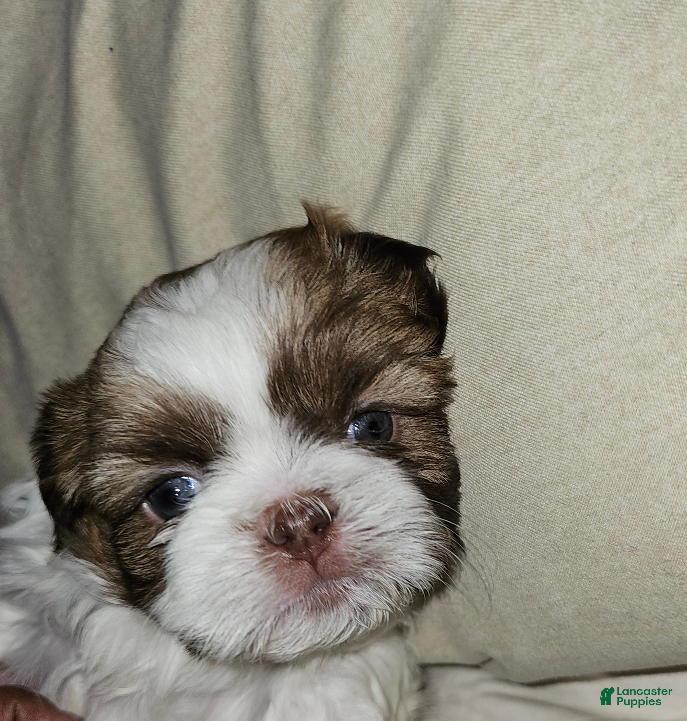 Shih Tzu dogs Chanel  - Ad 29