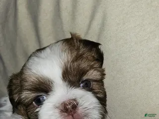 Shih Tzu dogs Chanel - Ad 29