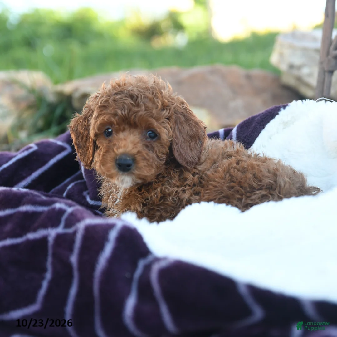Miniature Poodle dogs for sale: Lulu - Ad 2