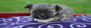 Sam Shihpoo 1