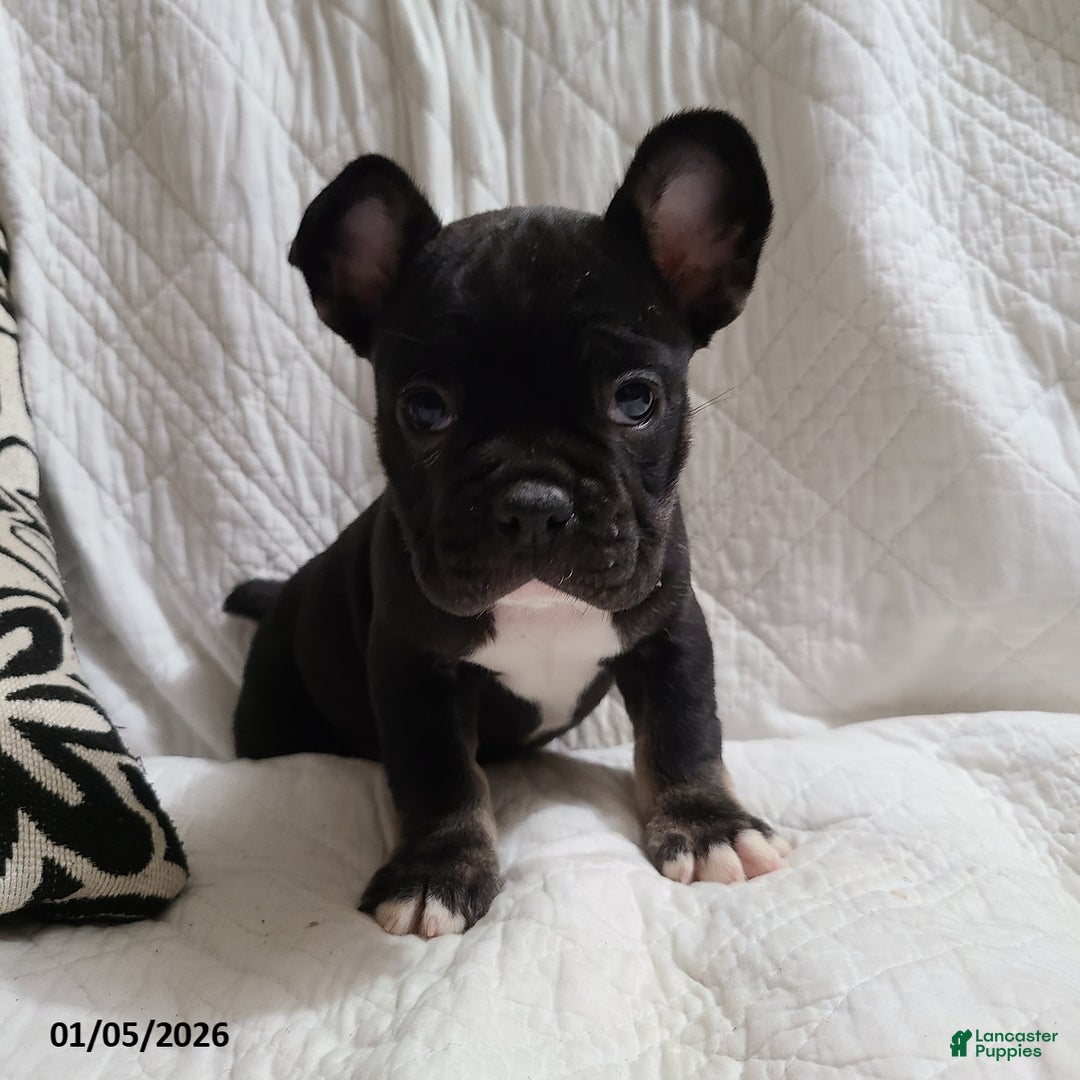 French Bulldog dogs for sale: Flint - Ad 5