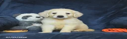 Golden Retriever dogs for sale: Tucker - Ad 2