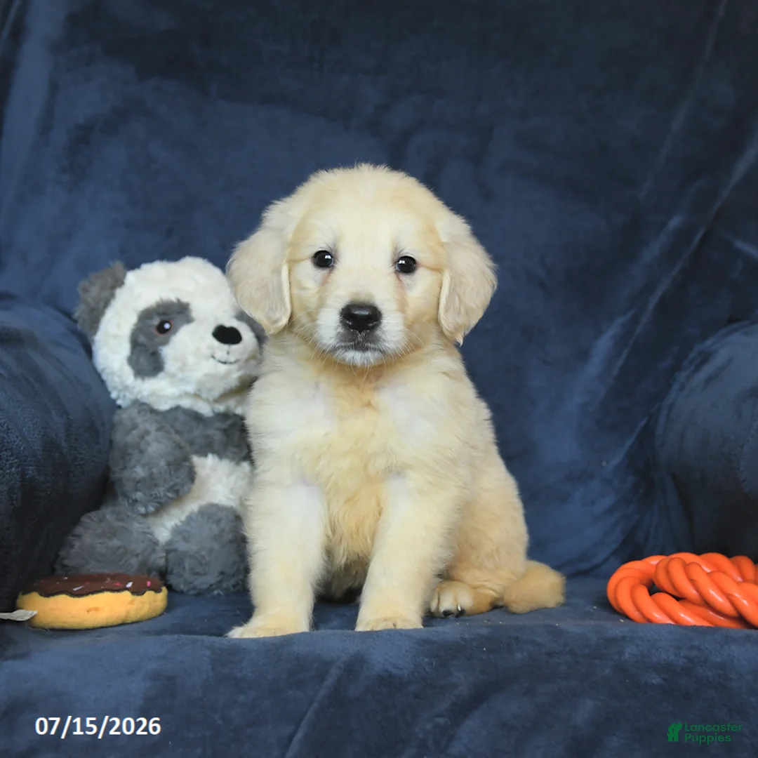 Golden Retriever dogs for sale: Tucker - Ad 2
