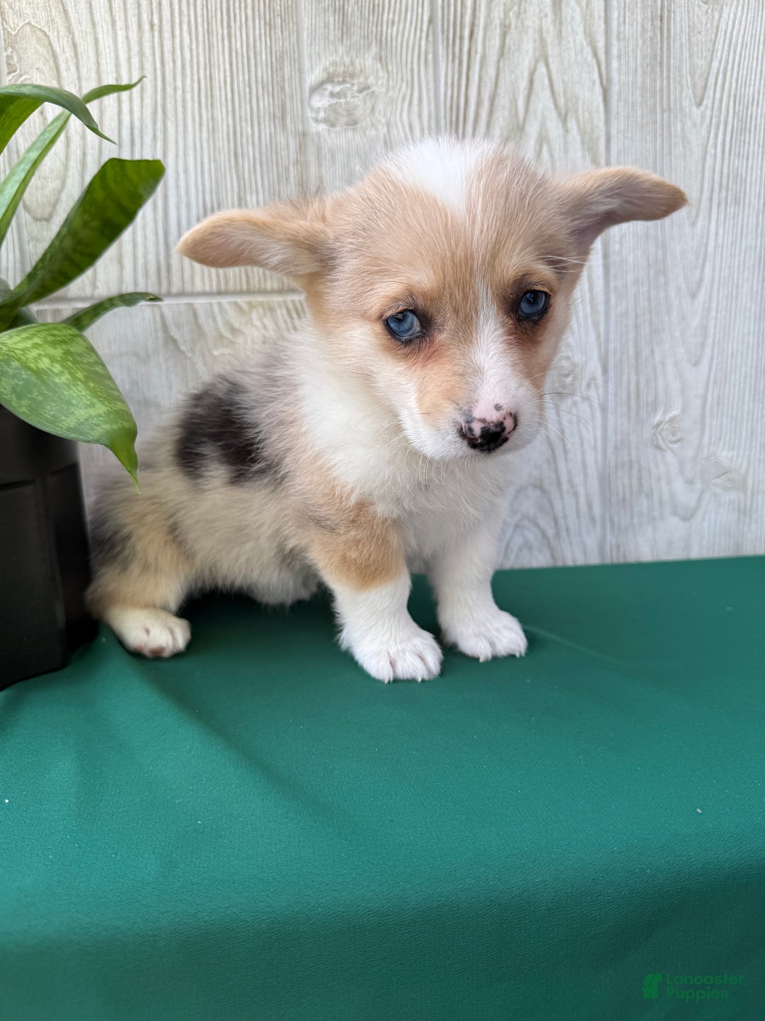 Welsh Corgi Pembroke dogs for sale: Jade - Ad 6