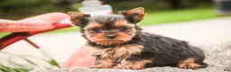 Yorkshire Terrier dogs for sale: Buckskin - Ad 4