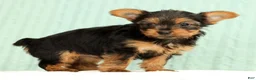 Yorkshire Terrier dogs for sale: Talia - Ad 7