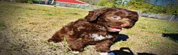 Havapoo dogs for sale: Precious - Ad 24