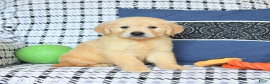 Teddy