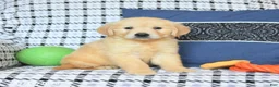 Golden Retriever dogs for sale: Teddy - Ad 1