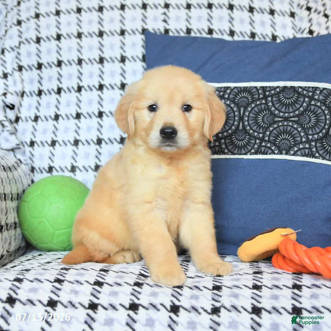Golden Retriever dogs for sale: Teddy - Ad 1