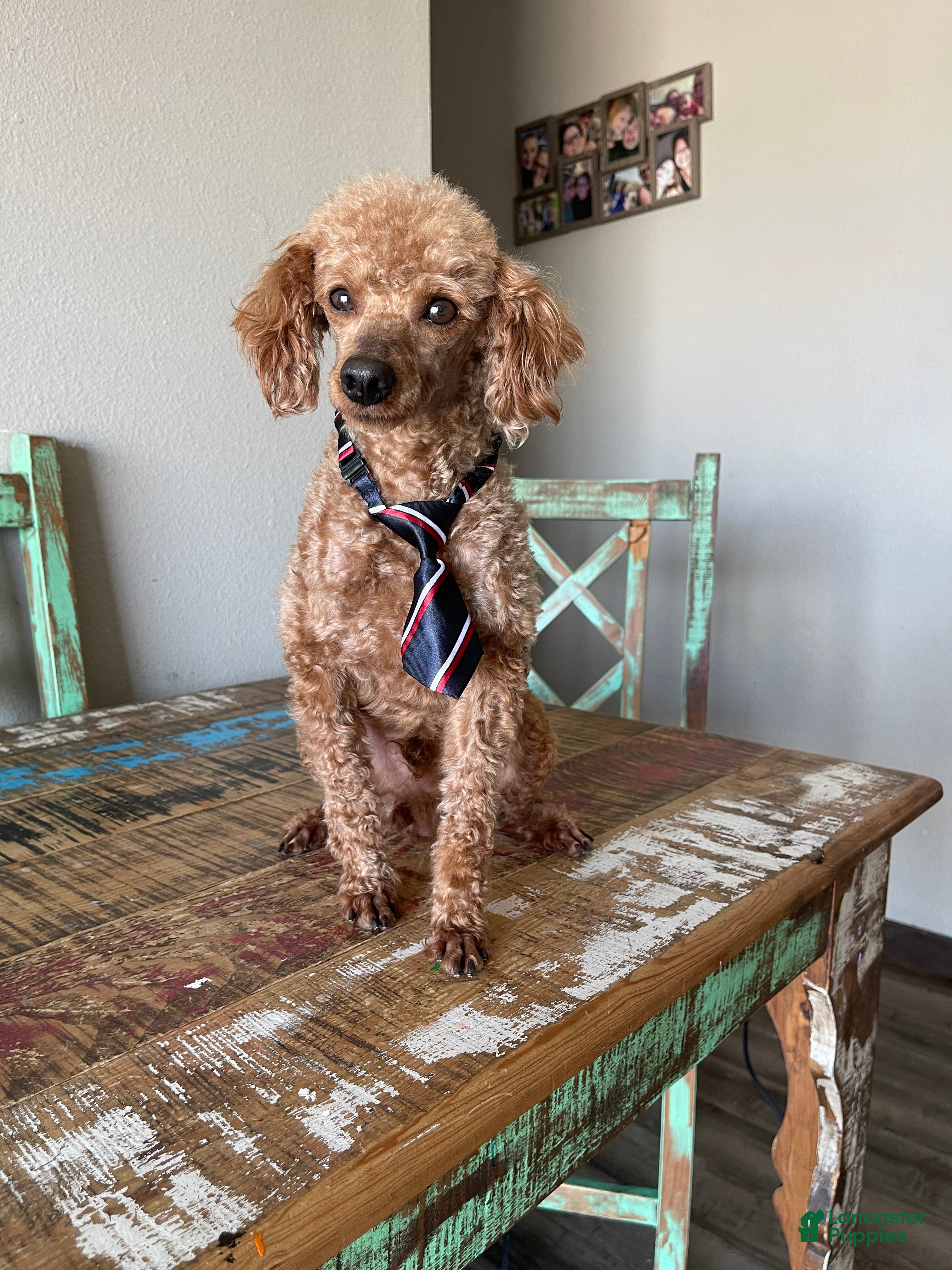 Toy Poodle dogs Akc Clear Red Bred Milo - Ad 2