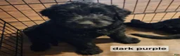 Labradoodle dogs for sale: Labradoodle dark purple collar - Ad 6