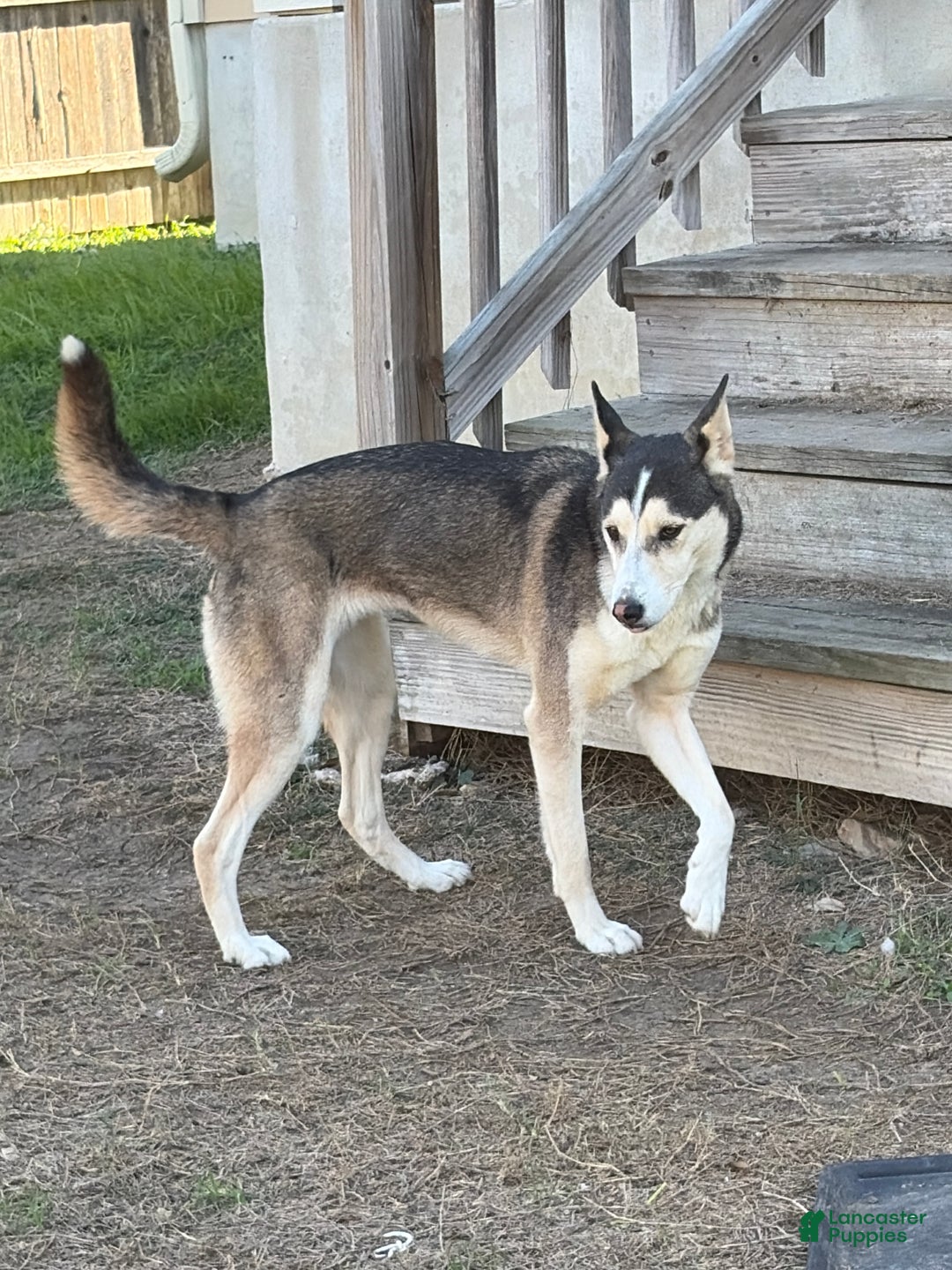 Mixed Breed dogs for sale: Mixed Breed Puppy 1 - Ad 2