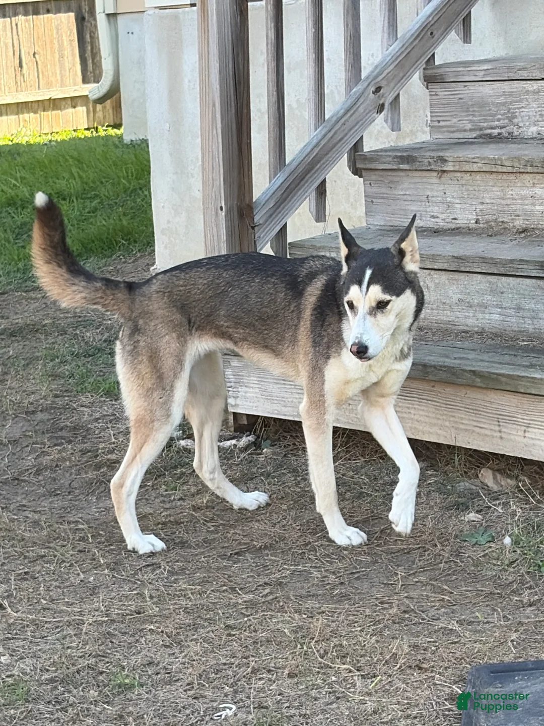 Mixed Breed dogs for sale: Mixed Breed Puppy 1 - Ad 2