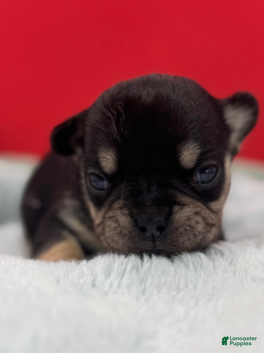 French Bulldog dogs for sale: French Bulldog Puppy 1 - Ad 5