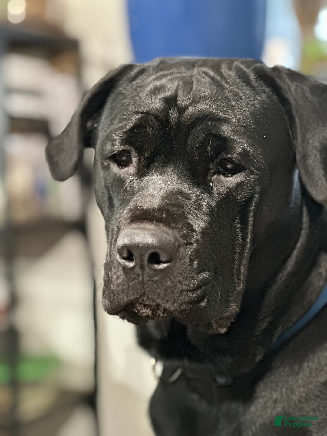 Mixed Breed dogs for sale: Cane Corso-Rottweiler - Ad 10