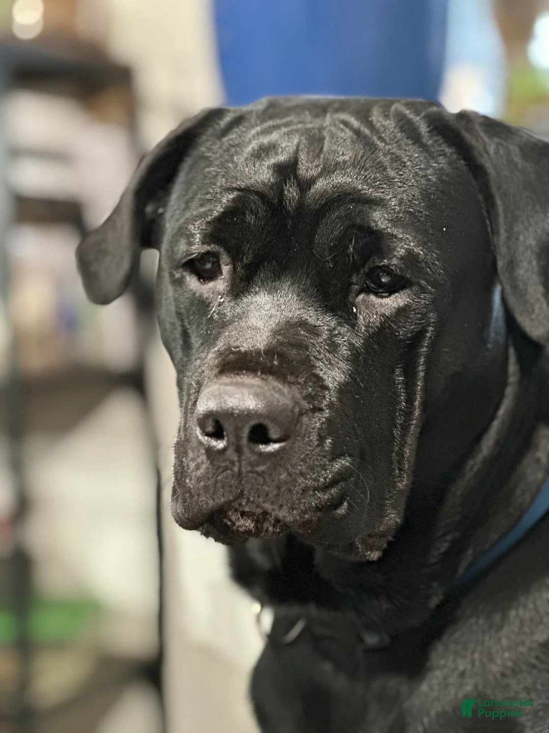 Mixed Breed dogs for sale: Cane Corso-Rottweiler - Ad 7
