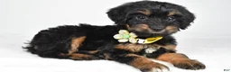 Mixed Breed dogs for sale: Tally - Ad 7