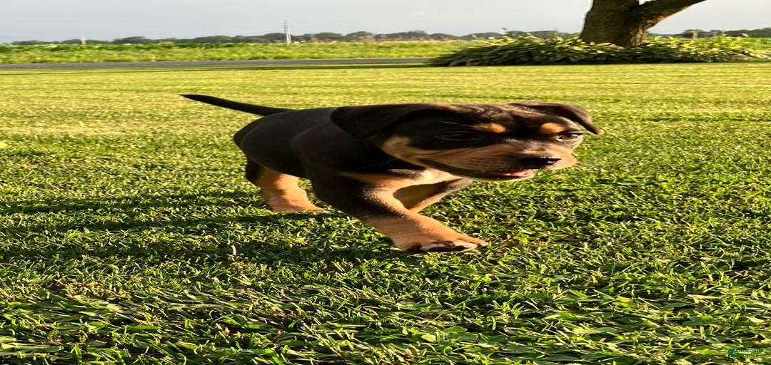 Gallery Image {{count}}