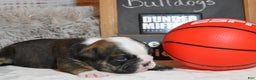 English Bulldog dogs for sale: Jim - Ad 3