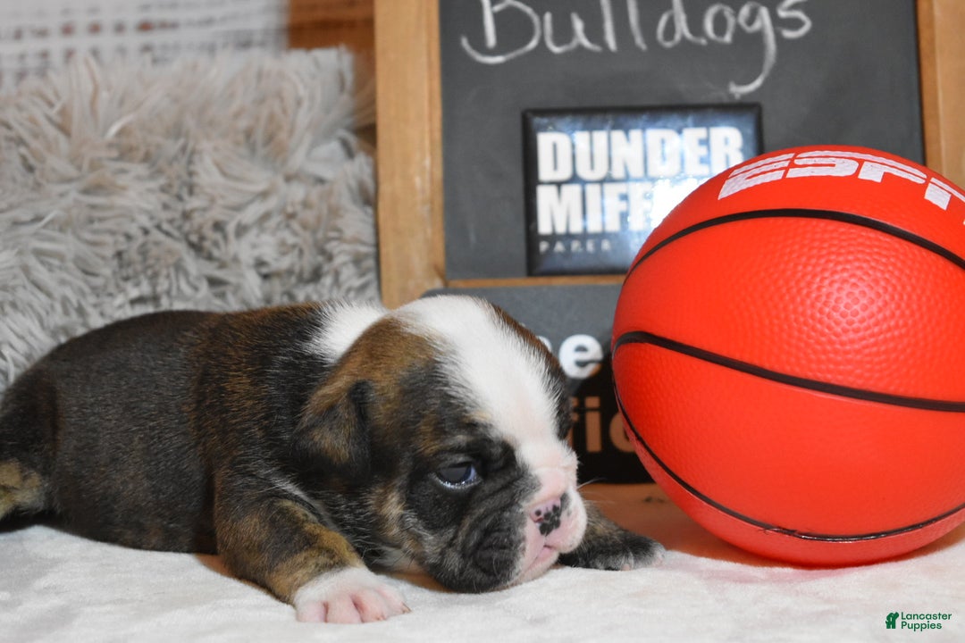 English Bulldog dogs for sale: Jim - Ad 3
