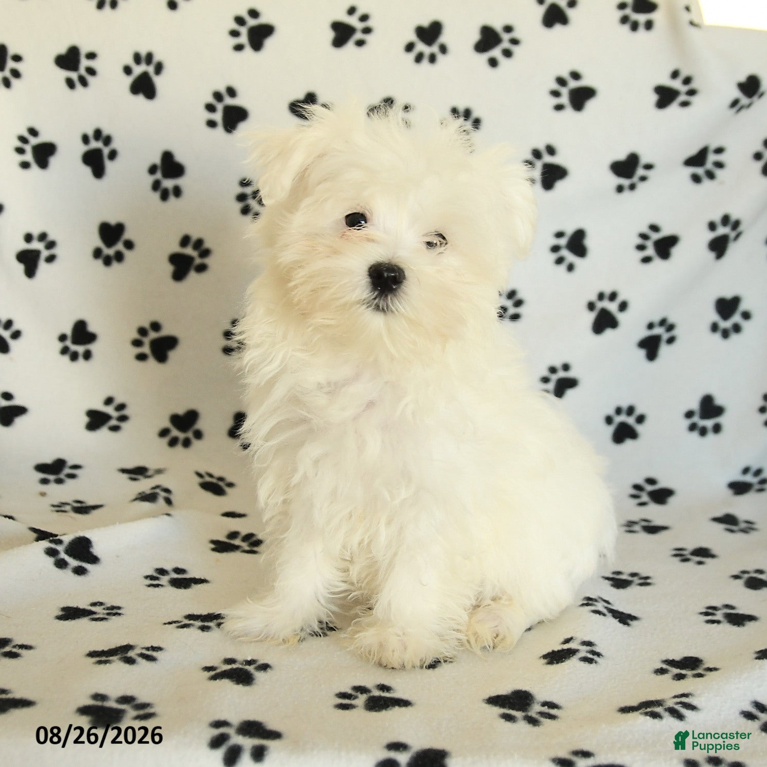 Maltese dogs Rover  - Ad 1