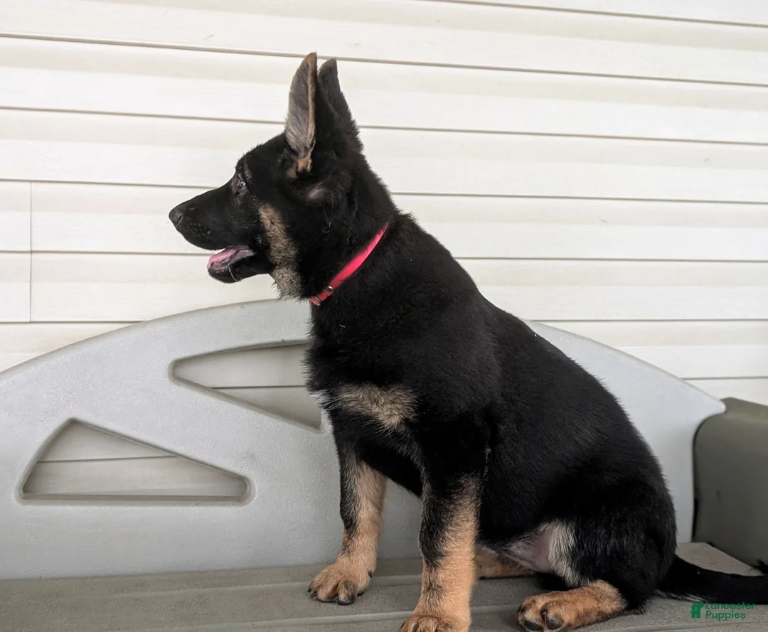German Shepherd dogs for sale: Deidra - Ad 1