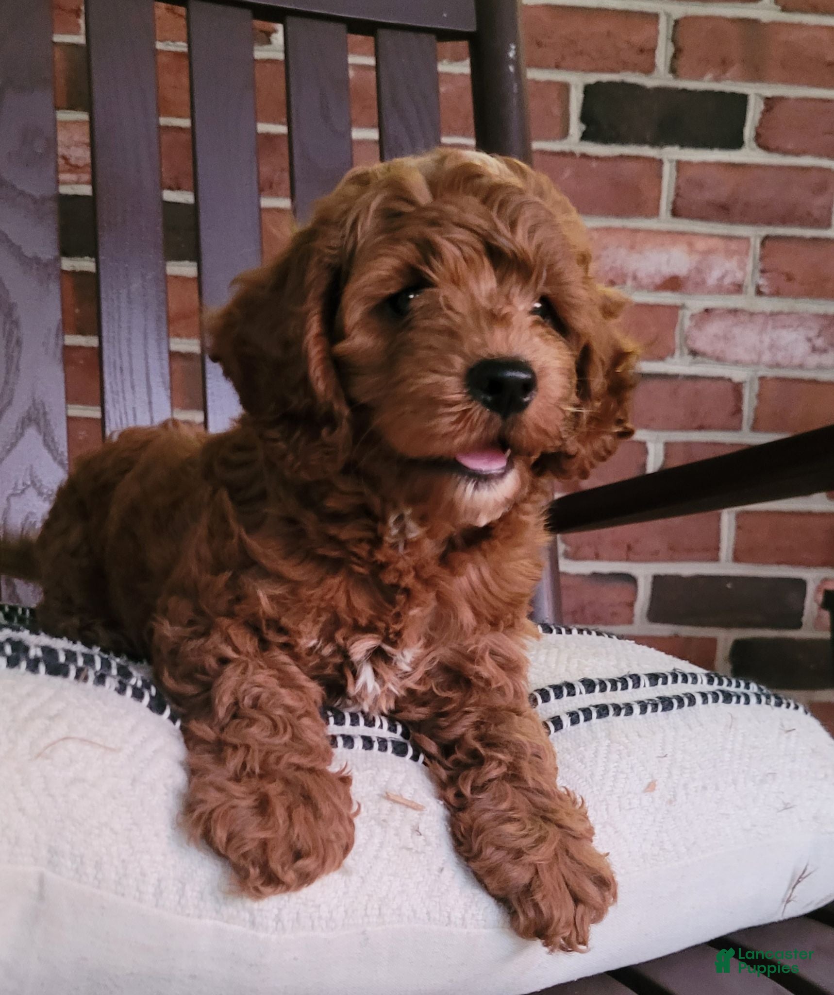 Cockapoo dogs Conner - Ad 2