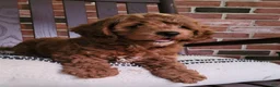 Cockapoo dogs for sale: Conner - Ad 2