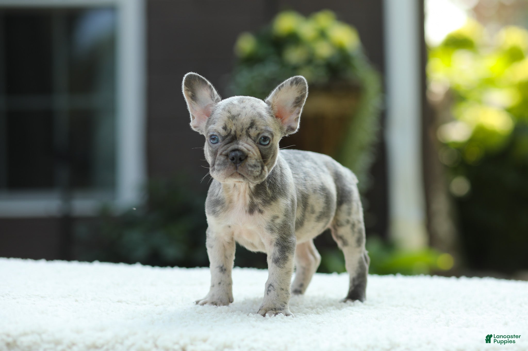 French Bulldog dogs Joy - Ad 1