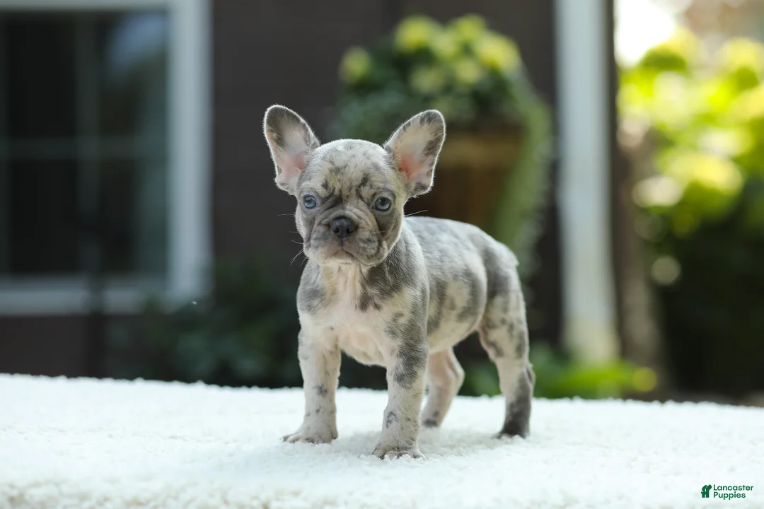 French Bulldog dogs for sale: Joy - Ad 1