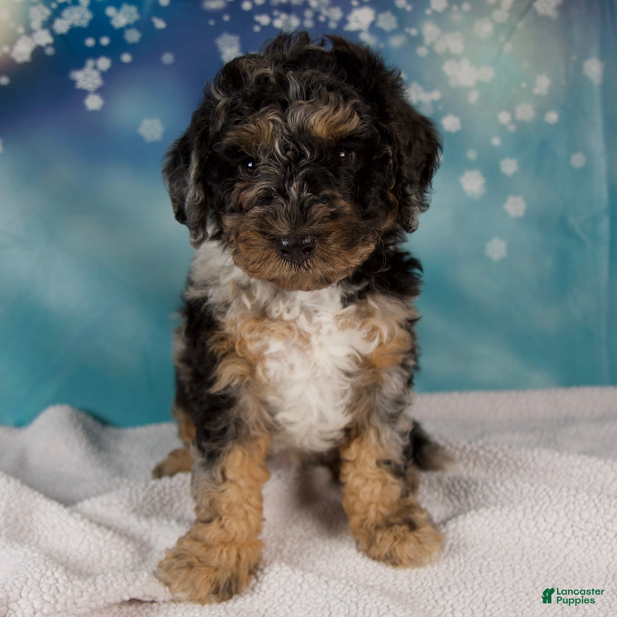 Mini Bernedoodle dogs Carson - Ad 1