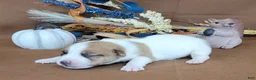 Jack Russell Terrier dogs for sale: TONKA purebred JRT - Ad 3
