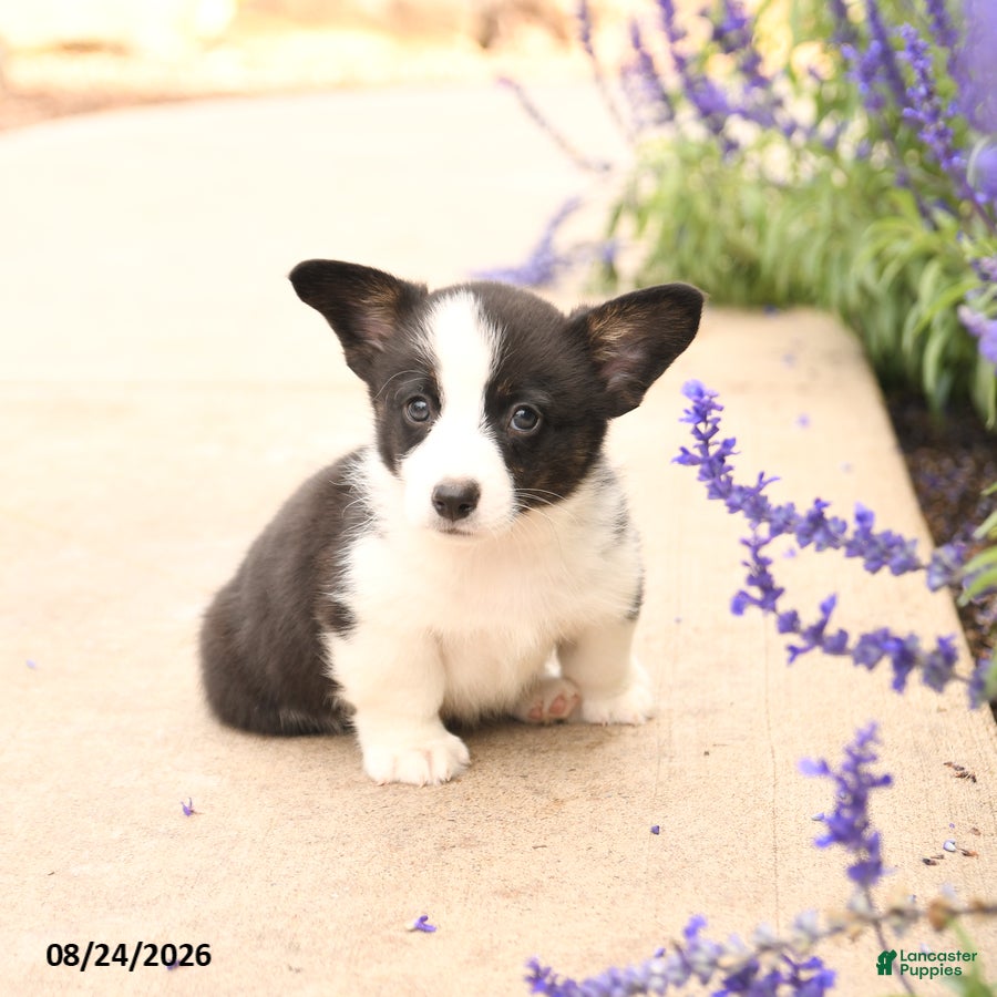 Welsh Corgi Pembroke dogs Lars - Ad 2