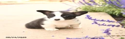 Welsh Corgi Pembroke dogs for sale: Lars - Ad 2