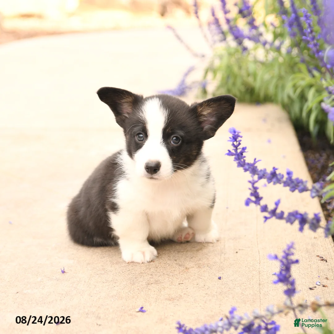 Welsh Corgi Pembroke dogs for sale: Lars - Ad 2