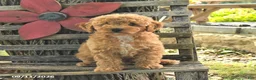 Havapoo dogs for sale: Tucker - Ad 3