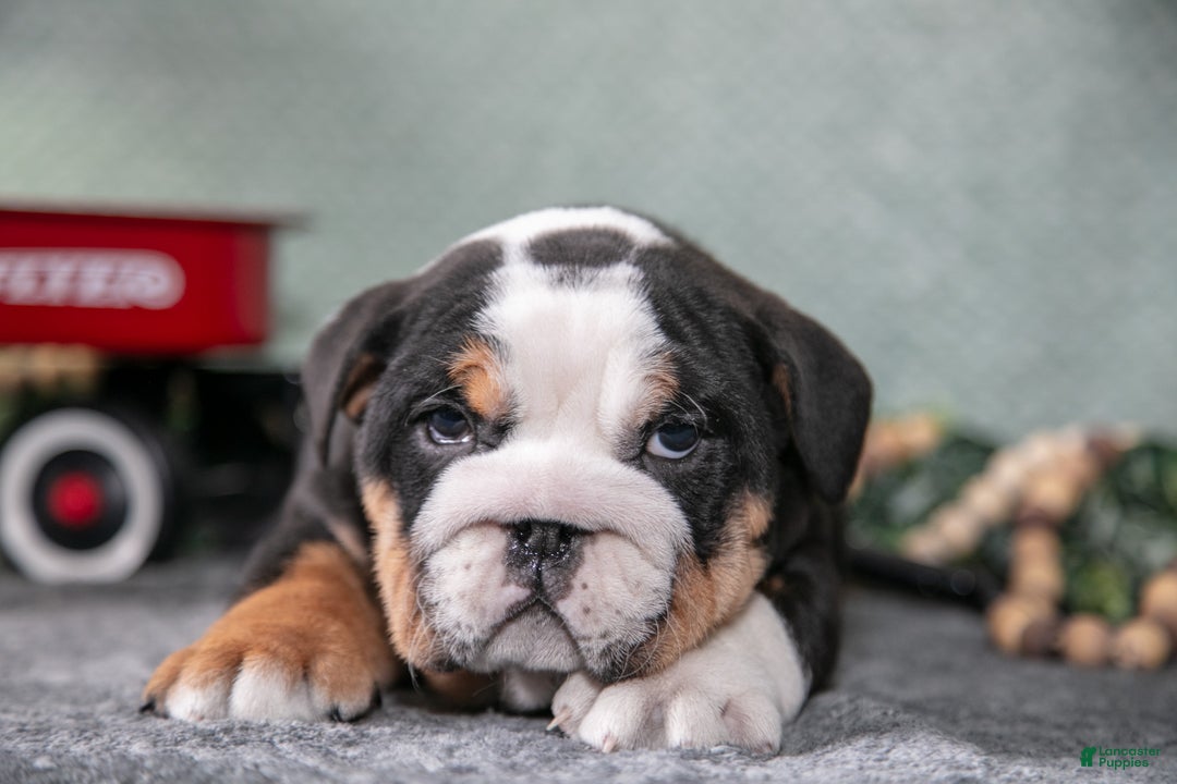 Mixed Breed dogs for sale: Sonny - Ad 3