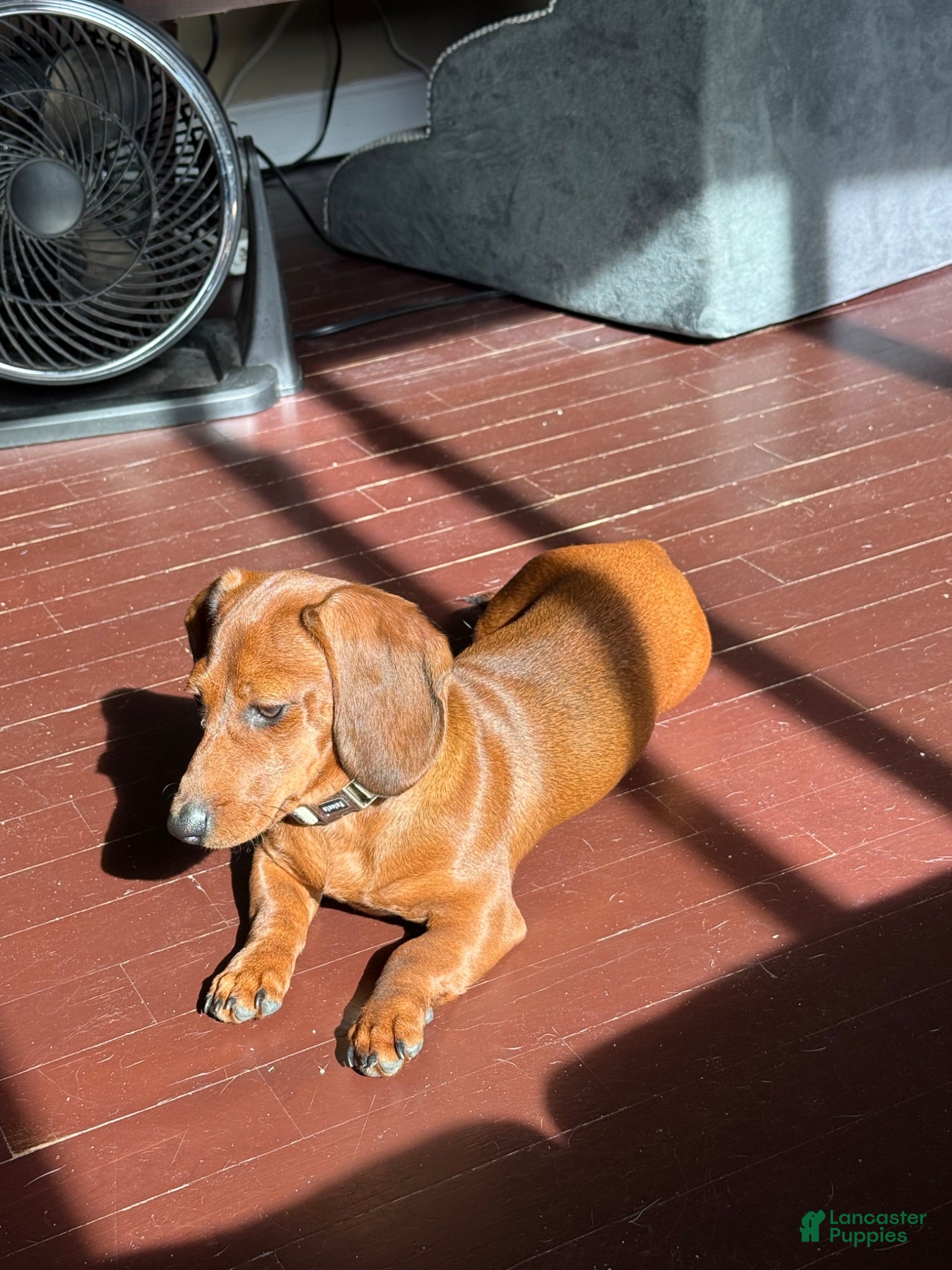 Dachshund dogs Dachshund 1 - Ad 2