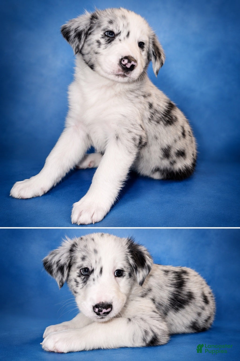 Border Collie dogs LJ - Ad 17