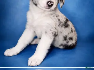 Border Collie dogs LJ - Ad 19