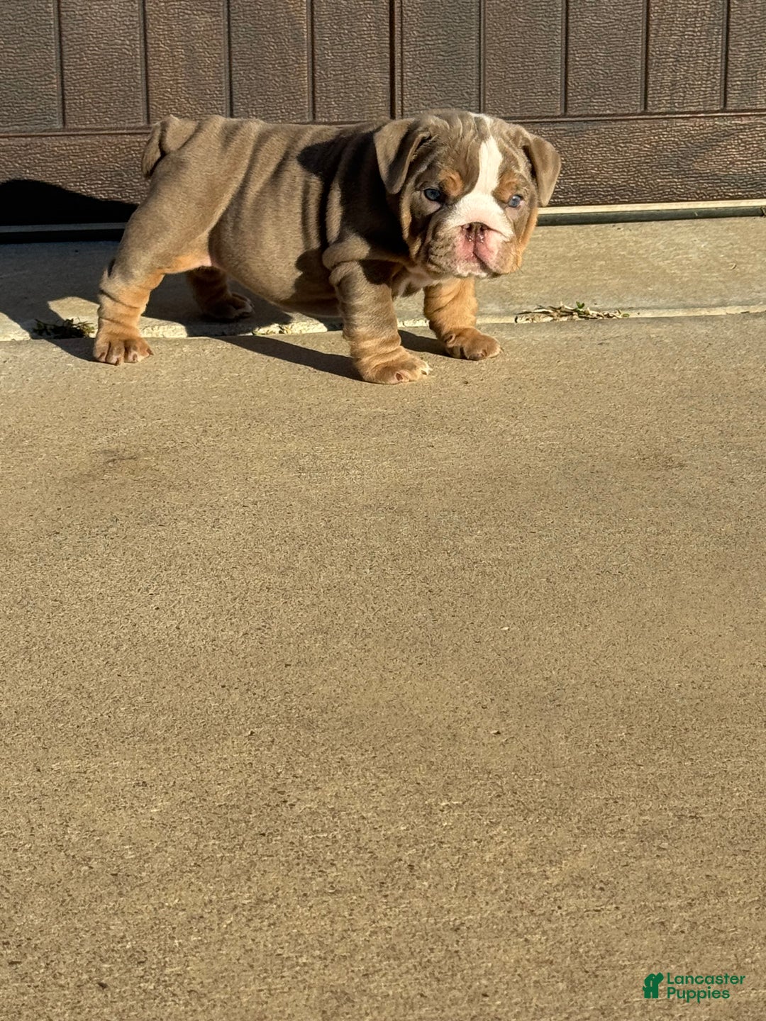 English Bulldog dogs for sale: English Bulldog Puppy 2 - Ad 1